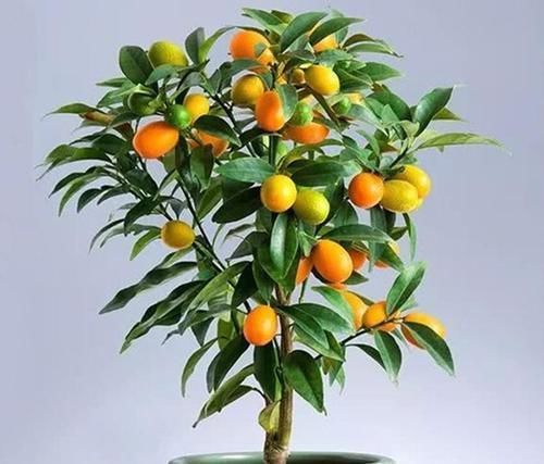 8种花一到过年就开花,现在养正是好时候,花开灿烂、寓意吉祥