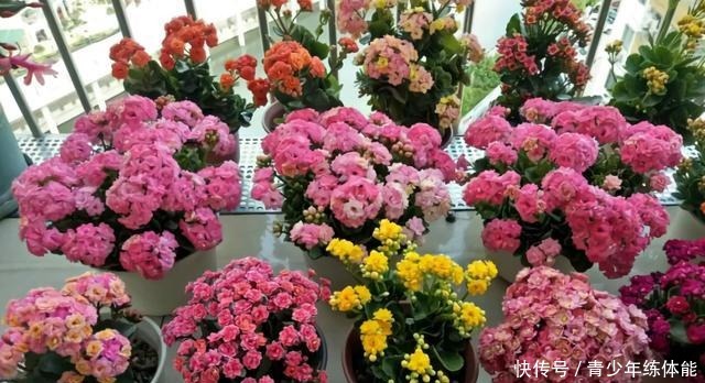 7种花“怕水”,浇水越多死得越快,管不住手的话,再有钱也别养!