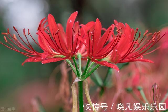 红花酢浆草|遇到5种野花野草，多挖点，正是移栽好时间