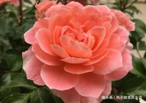 这些花卉便宜又好养，阳台盆栽上几盆，全年开花不停，香飘溢满屋