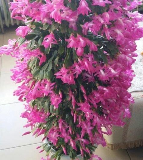 4种高颜值“网红花”，一盆几百块，美不胜收，你养了吗