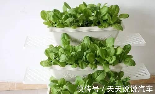 教你种植上海青,1月就爆盆,天天吃不完