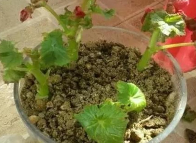 5种花不用买“掐个枝条”就能繁殖一大盆，省钱又实用，好养！