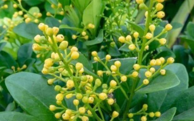 总爱给花浇水那就养这4种花,不怕浇,还越浇越旺