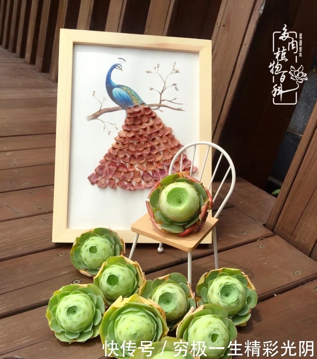 山地玫瑰的那些事儿关于养护过程中遇到的灵魂18问