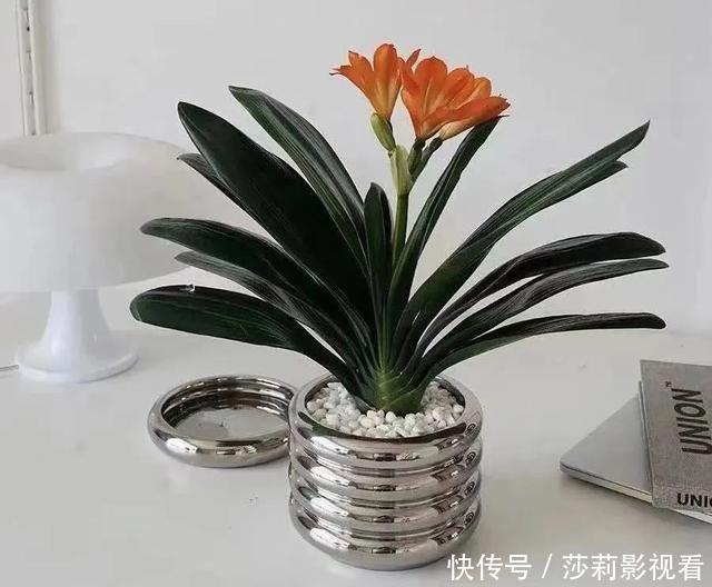 美誉|客厅养花就选这5种,清雅又大方、越养家里越干净,越养越健康