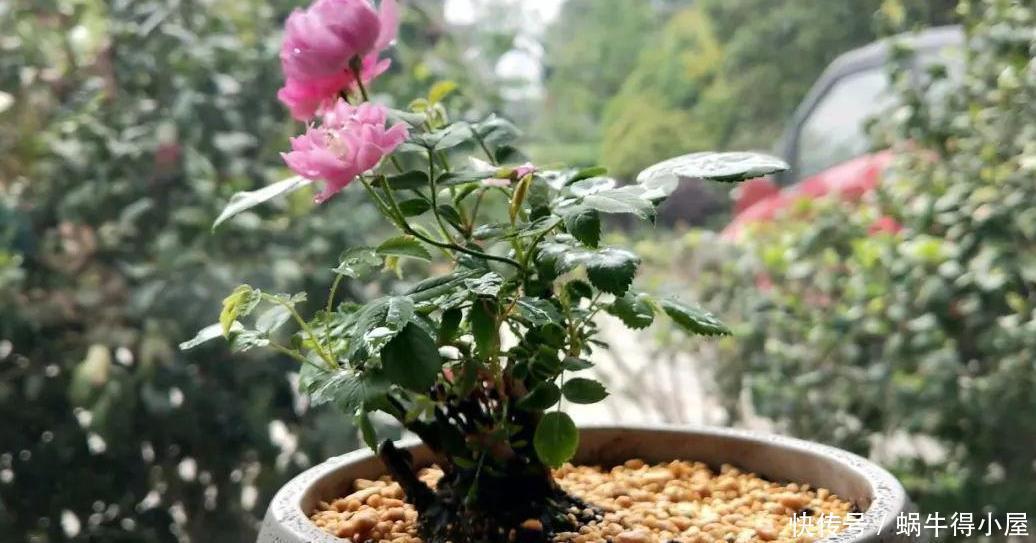 枝条|养月季,该从哪些地方着手防治病虫害,让植株开花漂亮?