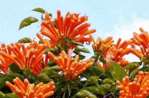 别听此几种花名土气，开花以后大开眼见，花量大到溢出盆外