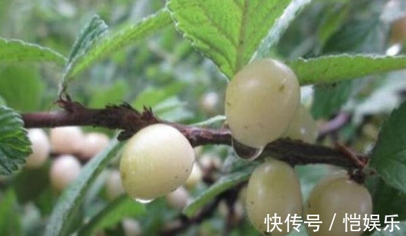 白玉樱桃|专家讲解常吃此水果,能祛斑养颜、益气补血,脸色变得更红润