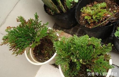 养卷柏无需花钱买幼苗,野外寻些带回家,这样处理制成漂亮盆景