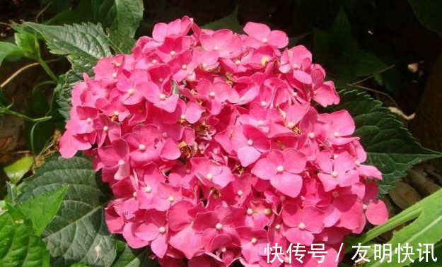 酸性|养花技巧醋、橘子皮、小苏打用来养花,好处多!