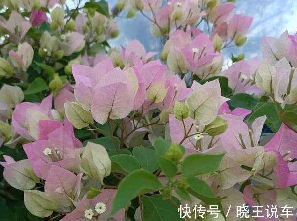 农历9月20日霜降后，养什么花？以下3种花，金玉满堂大吉大利
