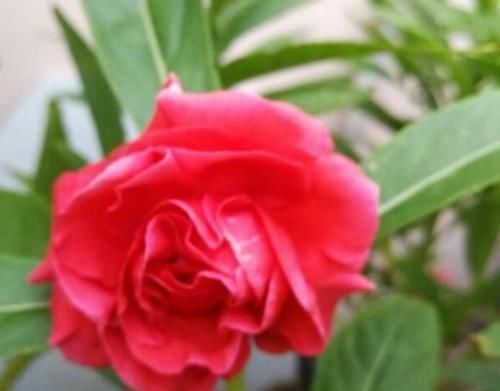 凤仙花|4种花是花卉中的佼佼者,丢盆里就猛长,花开多又美,一开200天