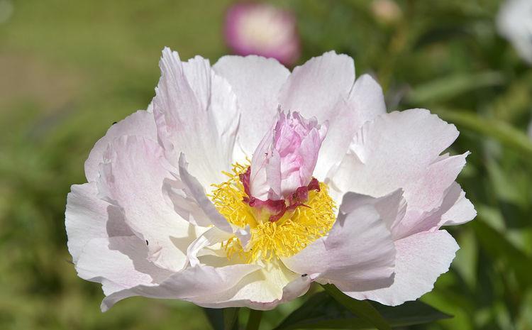 蝴蝶兰|9月3日-9月18日,庭院选这几款花,养一盆满屋飘香,花开美轮美奂