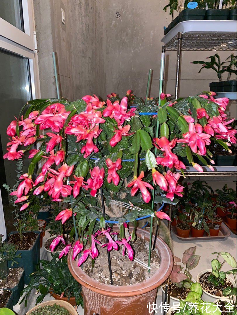 砂质土|9月养蟹爪兰，做好4件事，叶子肥厚有质感，花苞呼呼冒