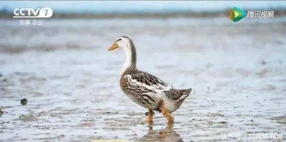  央视报道过一戳就流油的海鸭蛋，这流出来的“油”能吃吗