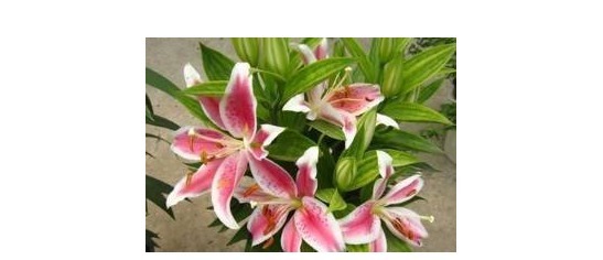 满天星|不会养花不要紧!以下植物埋土里就能爆盆,比绿萝还容易养!