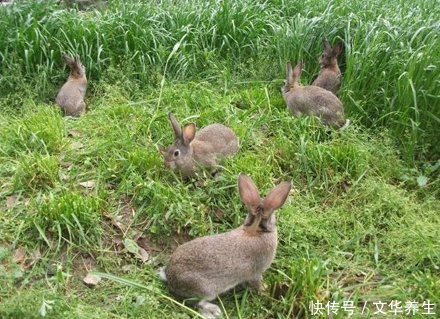  高蛋白|兔肉高蛋白低脂肪低胆固醇，营养价值比猪肉高，是一种健康肉食
