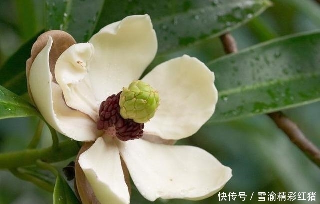 纺锤状|农村除了常见的野菜,这些野菜也是不可多得的美味!