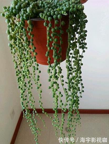 肥料|夏季养佛珠吊兰,选对“位置”,爆满“珍珠小豆子”,窗帘都省了