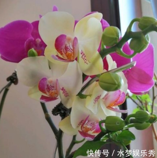 招财|3种“富贵花”,添福添贵添好运,家里养一盆,招财又纳福!