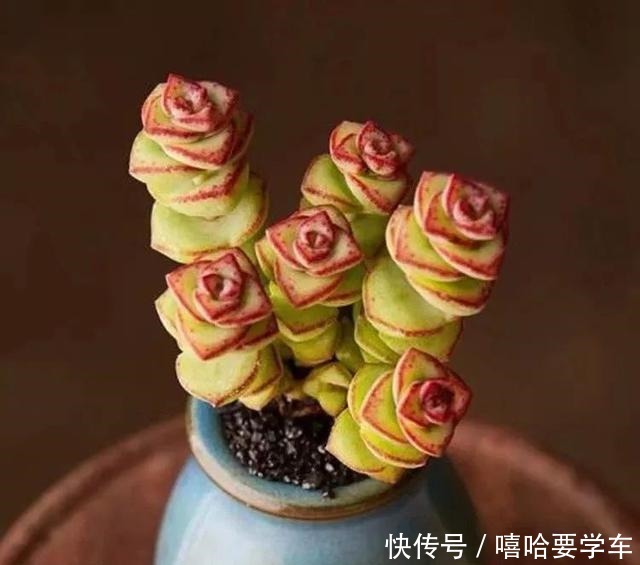 适合过年购买的8种招财植物,好看又吉祥!