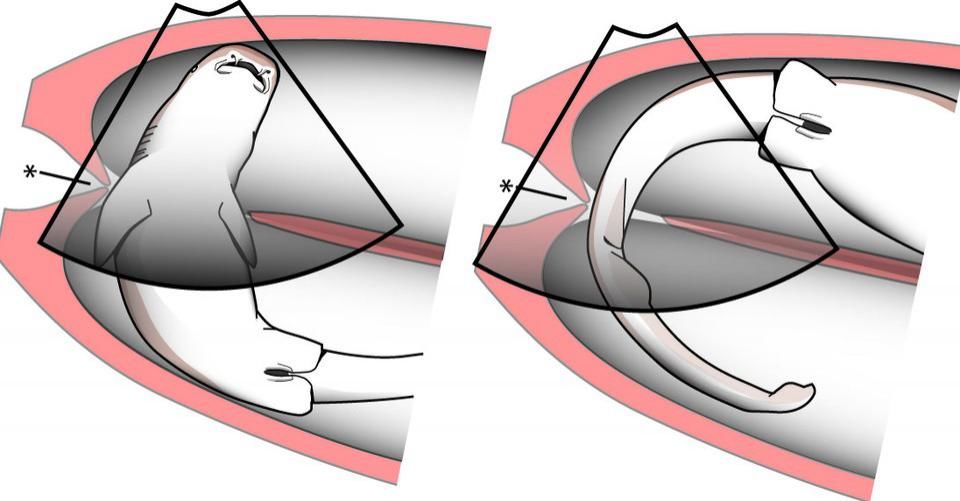 吃掉|腹中的竞技场，沙虎鲸出生前的第一步，是吃掉自己的兄弟姐妹