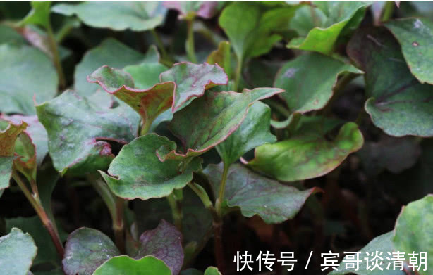 流感杆菌|农村一种叶子是“烟毒克星”,喝水加点,肺部多年老烟毒一扫而光