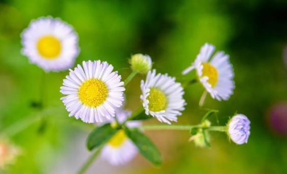 《莎乐美》月亮——月亮成了照射人们内心的镜子