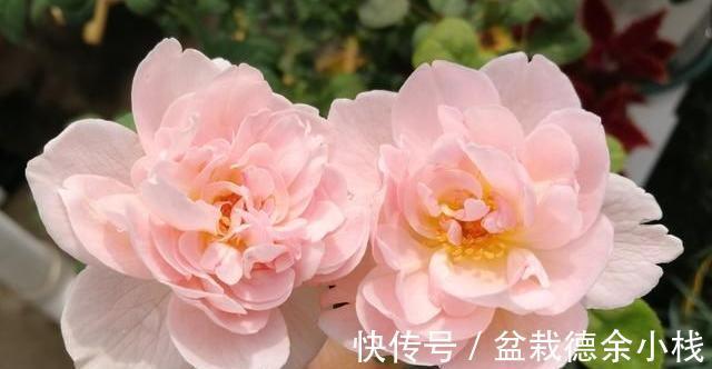 光照|月季花中的“女王”,想要养好它,需要注意8个方面