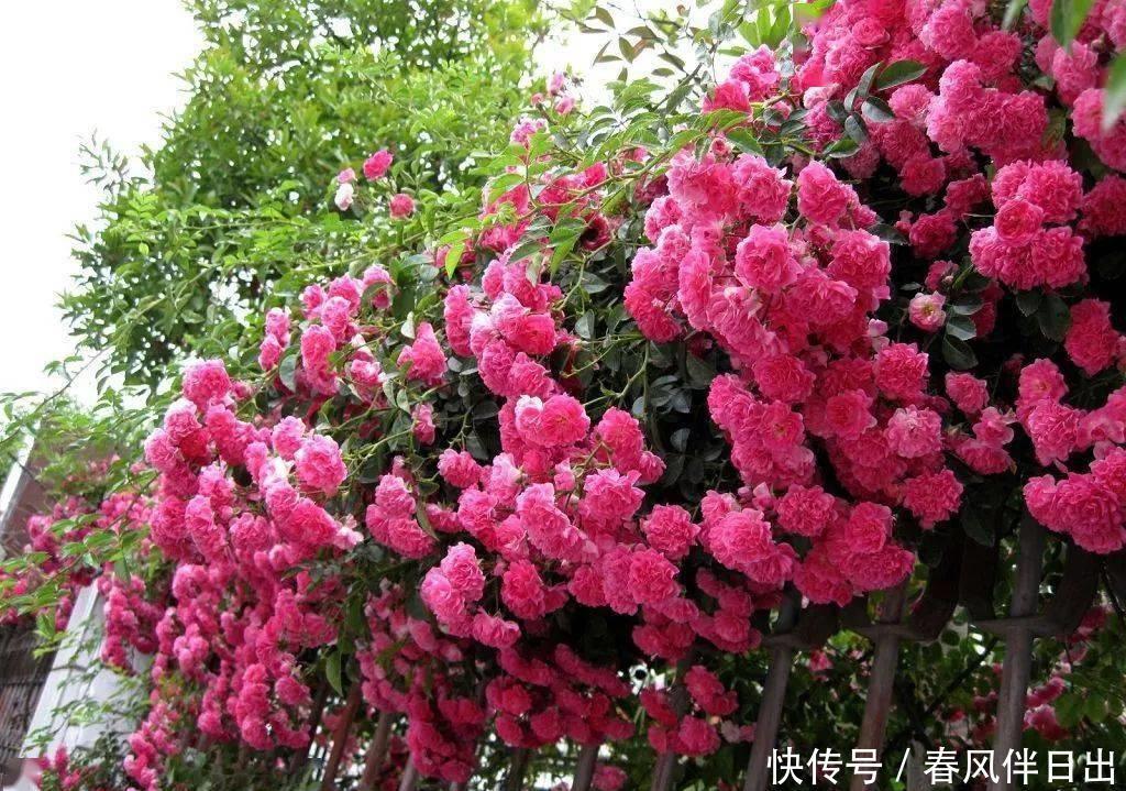庭院搭花架,这“花卉三宝”你用过吗,很实用