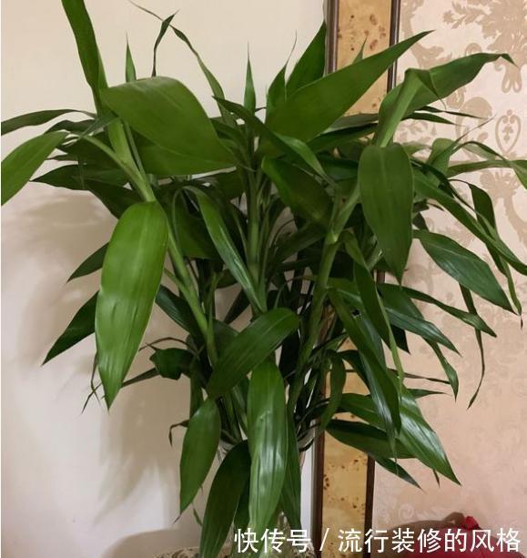 这5种植物不挑剔环境,好活又漂亮,园艺小白练手正合适