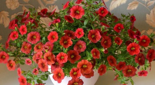 不如养盆“百万小铃”，养护只需记住3点，四季花开不断小巧精致