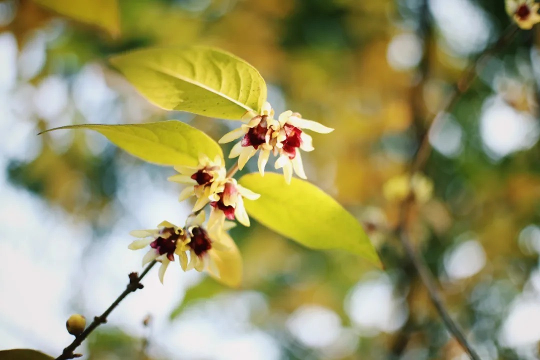 年终压轴巨制,点开牛年更牛