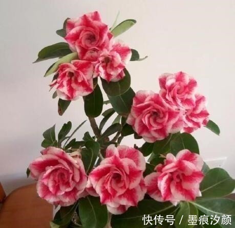 沙漠玫瑰|时间少就养“2种花”,开花很漂亮,30天不浇水也“死不了”!