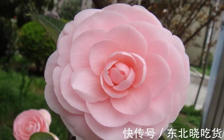 揭开茶花的真面目，很多人对其有误解，不要再犯傻，花朵很漂亮