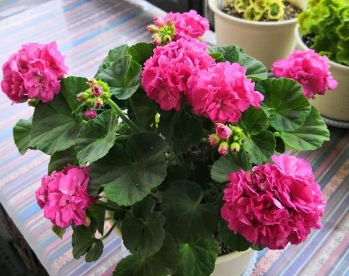 花色艳、花量大的“4种花”，全年花开不停，开爆阳台变花园！