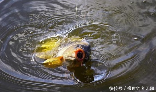 钓友|用蚯蚓钓鱼,应该如何调漂?野钓高手教你两招——盛世三渔