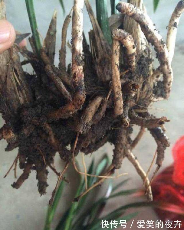 恶霉灵|恶霉灵很适合兰花使用,用对方法,兰花一年不生病