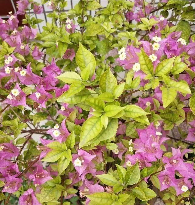 3种花都是“酸水”喂大的,每月浇点醋,黄叶消失,花满枝