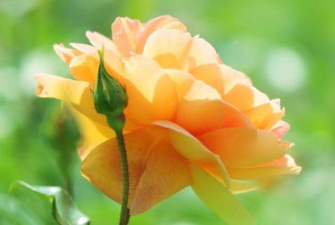 花色|花色艳丽,花瓣层层叠叠,四季有花开,花香四溢飘满屋