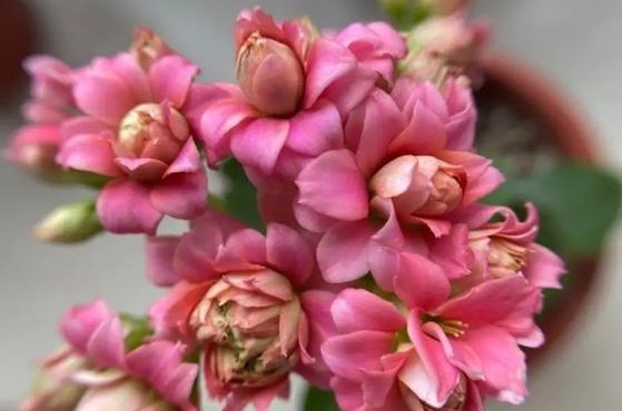 75个长寿花品种，一个比一个美，一起来认识一下吧！