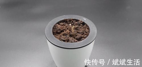 芒果核|芒果核扔掉可惜了，这个用途懂的人还不多，早点知道就好了