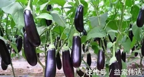 益气|人到中年要会吃,常吃3种食物,滋阴补肾,补血益气,早吃早好