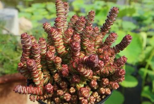 居家盆栽多肉，想选“招财树”养这3款，名字里带财