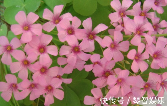 喜欢养花,不如养盆长寿花,养护省心又漂亮,轻松爆盆,绚丽多彩