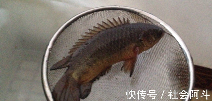 江西一男子野钓遇“怪鱼”，惊喜变成了惊吓，到底怎么回事？