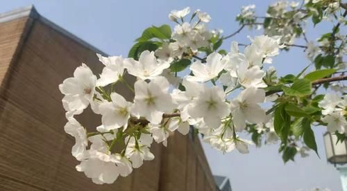 西安市区又一处樱花观赏地，旁边还有5个免费景点，此时樱花开得正美，公交地铁都很方便