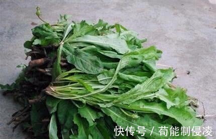 补钙|古代皇帝吃过,非常珍贵,还能补钙的农村野菜,有高营养还能药用!
