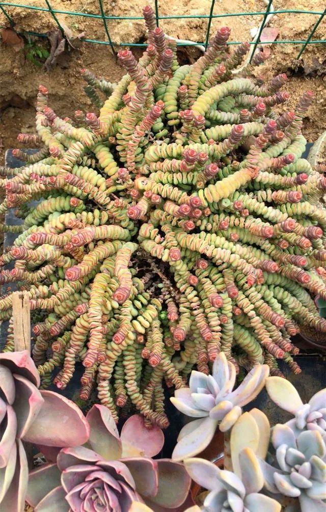 红边|姐姐养了9年的多肉,没有买肥就用它,个个长成精!